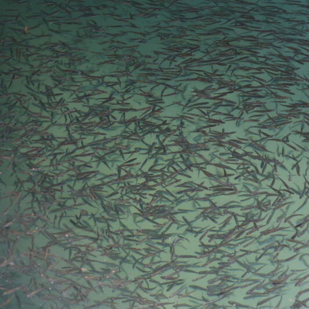 Miracle Return in Lake Van: Millions of Baby Pearl Mullets Reach Their Home